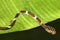 Blunthead Tree Snake, Napo River Basin, Amazonia, Ecuador