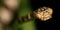Blunthead Tree Snake, Napo River Basin, Amazonia, Ecuador