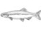 Bluntnose minnow or Pimephales notatus Freshwater Fish Drawing