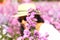 Blur Asian woman hloding the flower shade her face. colorful Aster ericodes,Michaemas Daisy  or magaret plantation.background