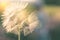 Blur background with bokeh Dandelion Nature and eco concept