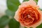 blur background, close up of gold diamond engagement ring on beautiful peach rose flower, proposal gift idea, will you marry me