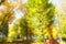 Blur background coloured forest, autumn concept,copy space