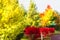 Blur background coloured forest, autumn concept,copy space