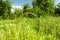 Blur background with green grass. Glade meadow with green plants in forest in spring summer time