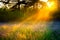 Blur background rural landscape with the sun beams on a meadow