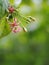 Blur background selective soft focus on Chinese honey Suckle flower, Rangoon creeper