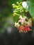 Blur background selective soft focus on Chinese honey Suckle flower, Rangoon creeper