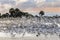 Blur of birds rising from a Gulf of Mexico beach at dawn