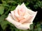 Blur blossom moonstone rose flower