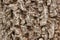 Blur Cluse up of Indian cork tree
