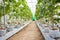 Blur defocused image of Fresh green Japanese cantaloupe melons plants growing in organic greenhouse garden