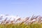 Blur. Fluffy ears blossoms of the wild grass in the middle of summer on a background of blurred blue sky.