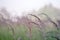 Blur. Fluffy panicles of wild grass close-up on a green meadow in the morning misty haze. Background.