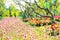 Blur focus pink fields winter fields outdoor tree flawer garden colorful green nature summer