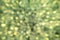 Blur fresh green spring foliage gradient