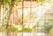Blur garden glasshouse background