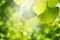 Blur ginkgo green leaf background.