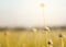 Blur grass flower sunrise for background