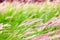 Blur of grassland background