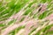 Blur of grassland background