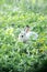 blur gray rabbit ,Run and play as you please in the grass.