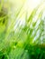 Blur green grass background