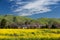 Blur house and yellow field rapeseed in bloom in Spring