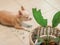 Blur image of  chihuahua dog feel guilty lying down on the floor with leaves of houseplant