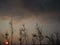 Blur image of cloudy sky and dried trees silhouette and sunset.