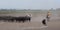 Blur image of Cowboy separates the Camargue bull from the herd d
