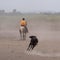 Blur image of Cowboy separates the Camargue bull from the herd d