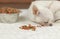 Blur image of sleepy white short hair Chihuahua dog lying down by dog food and dog food bowl and ignoring them