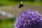 Blur large bumblebee on background,  beautiful purple flower close-up macro