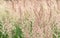 Blur. Lush panicles of wild grass close-up with ripe seeds of pastel beige tone on a green meadow. Background. Selective