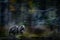 Blur motion nature art, panning. Bear move blur in the forest. Brown bear walking in forest, morning light. Dangerous animal in