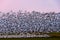Blur of motion in a pastel pink sunset landscape, large flock of migratory snow geese taking off from a farmerâ€™s field