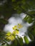 Blur organic green plant leaves shallow depth of field under natural sunlight and dark environment