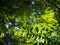 Blur organic green plant leaves shallow depth of field under natural sunlight and dark environment