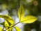 Blur organic green plant leaves shallow depth of field under natural sunlight and dark environment