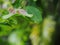 Blur organic green plant leaves shallow depth of field under natural sunlight and dark environment