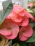 Blur photo of beautiful and fresh euphorbia flowers, green leafy, crown of thorns on the home page