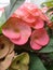 Blur photo of beautiful and fresh euphorbia flowers, green leaves, crown of thorns and greenish brown on the home page