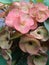 Blur photo of beautiful and fresh euphorbia flowers, green leaves, crown of thorns and greenish brown on the home page