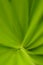 Blur of plam leaf