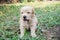 Blur, Selective focus. Smiling  puppy brown Dog on the green grass outdoors. Soft focus