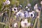 Blur spring dandelion heads after blossoming background