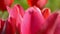 Blur spring tulip background