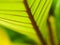 Blur of Stem Leaf Pattern