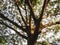 Blur tree trunk tree leaves branch Park outdoor background